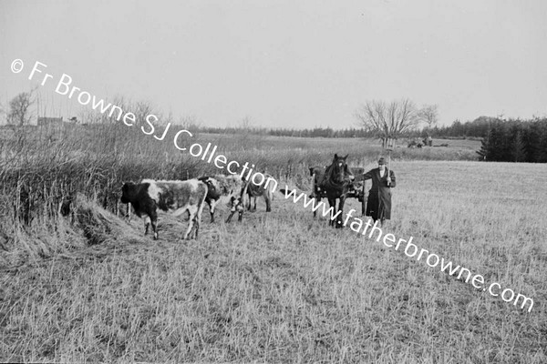 CATTLE IN FIELD